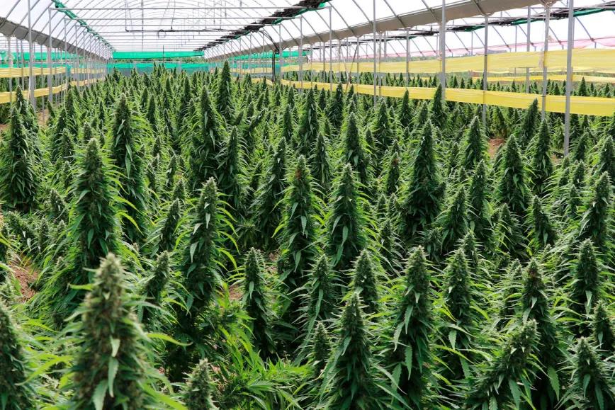 Podemos, ERC y Bildu piden la regulación del cáñamo industrial