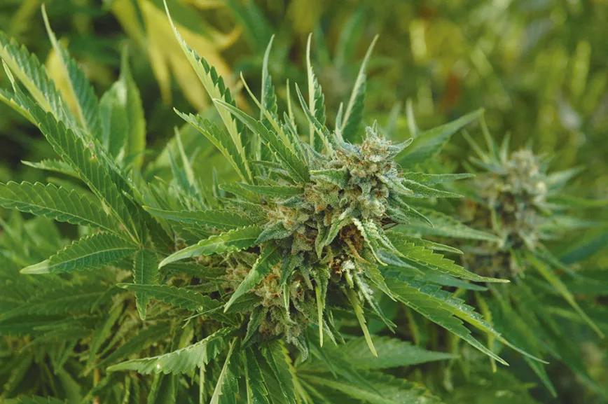 LDI, un concepto casi mágico 