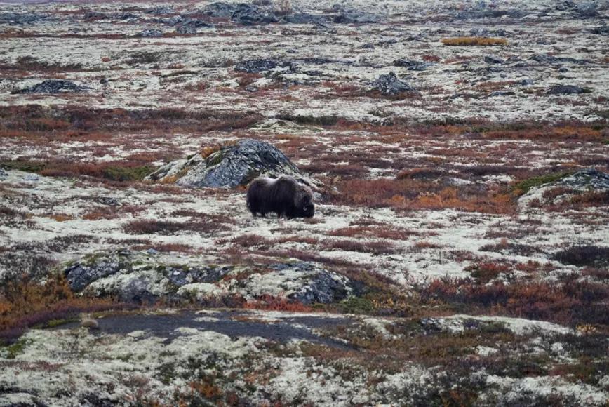 Un porro con las auroras boreales