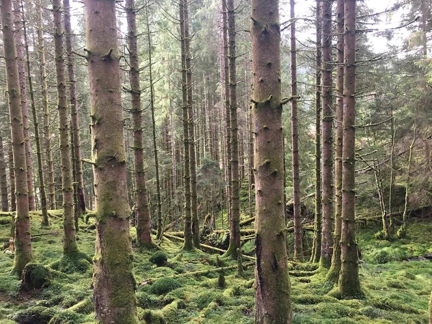 Un porro con las auroras boreales
