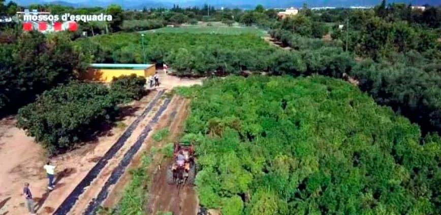 Imagen aérea de una de las plantaciones ilegales de marihuana en el Camp de Tarragona.