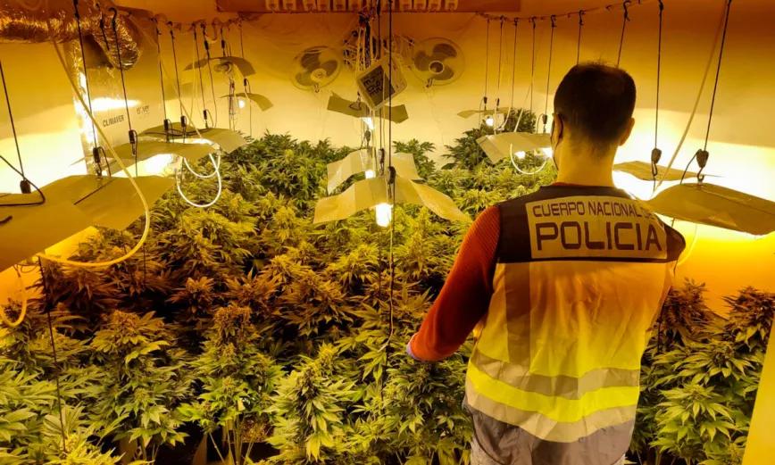 Intervienen un cultivo de 400 plantas de marihuana gracias al aviso de Endesa 