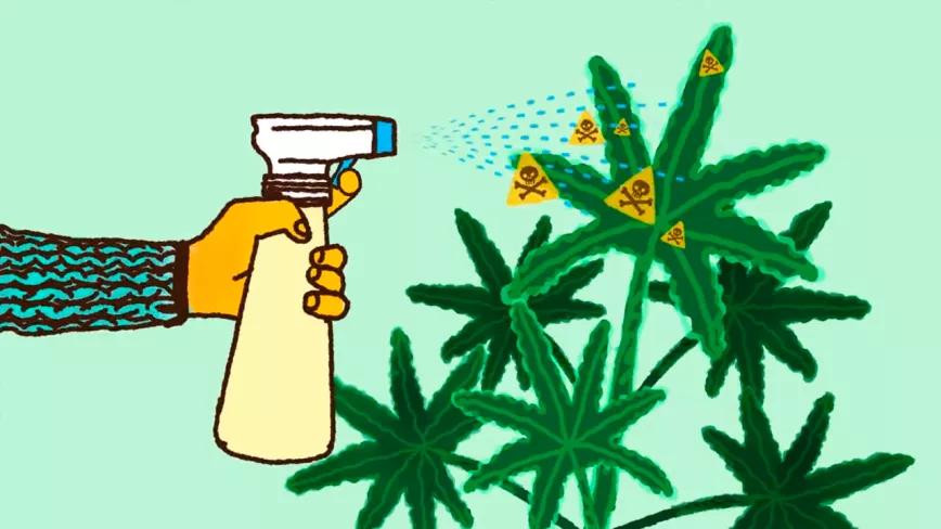 Los contaminantes del cannabis y sus riesgos, una guía en vídeo