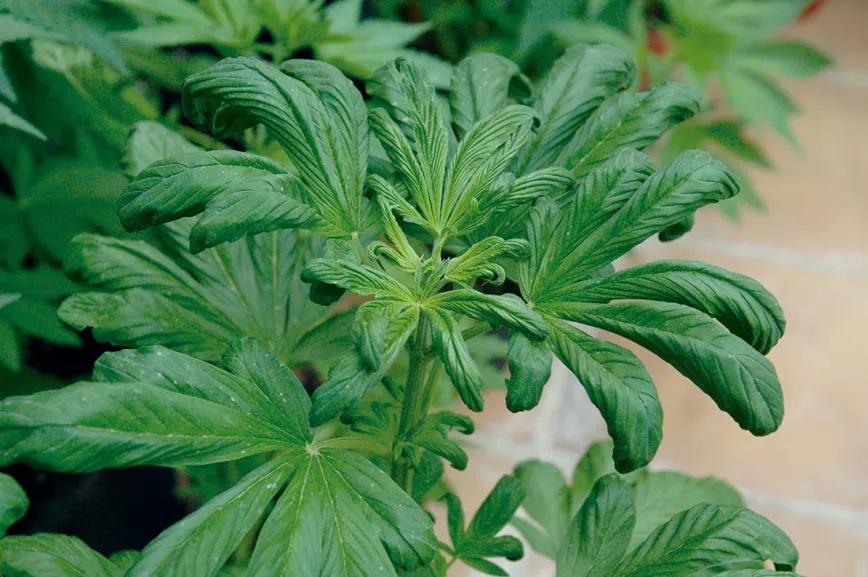 Guía de diagnóstico de carencias y enfermedades 