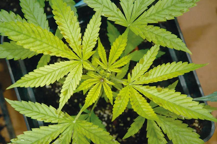 Guía de diagnóstico de carencias y enfermedades 