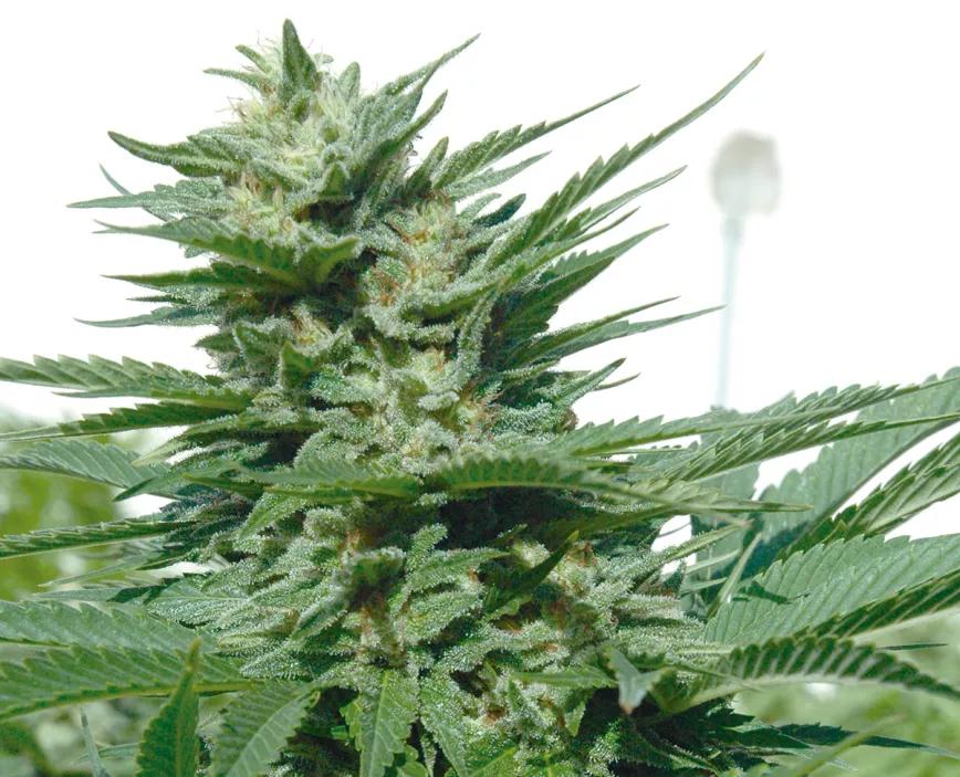 Guía de diagnóstico de carencias y enfermedades 