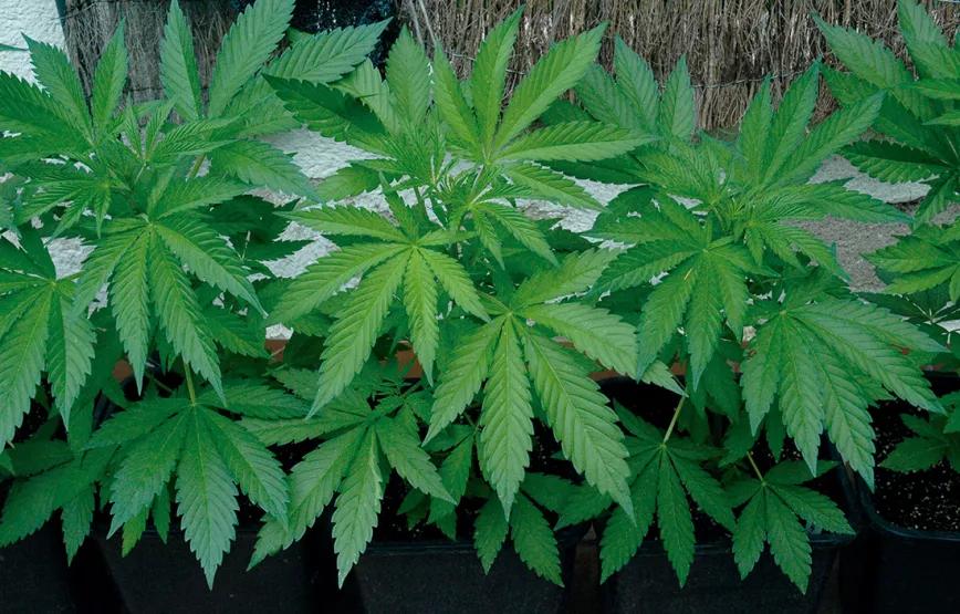 La ventaja de germinar en mayo es que las plantas crecen muy rápido; estas tienen solo un mes de vida.