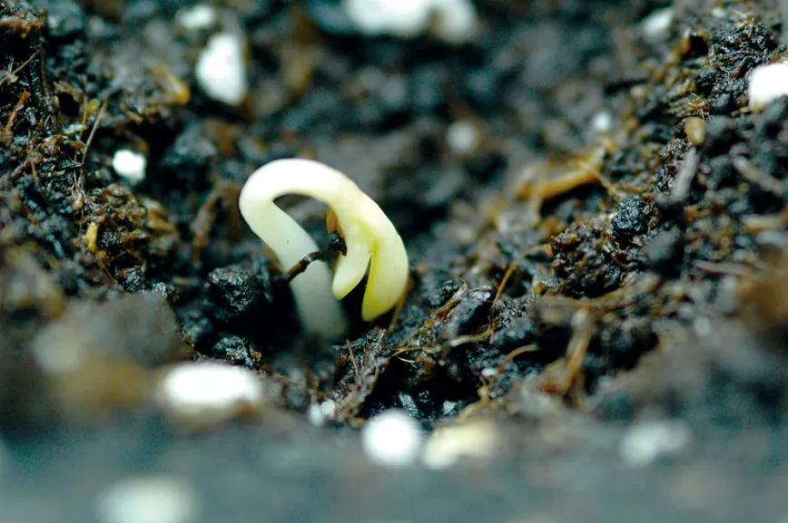 Los cotiledones no se ponen de color verde hasta que les empieza a dar el sol y fabrican clorofila. 