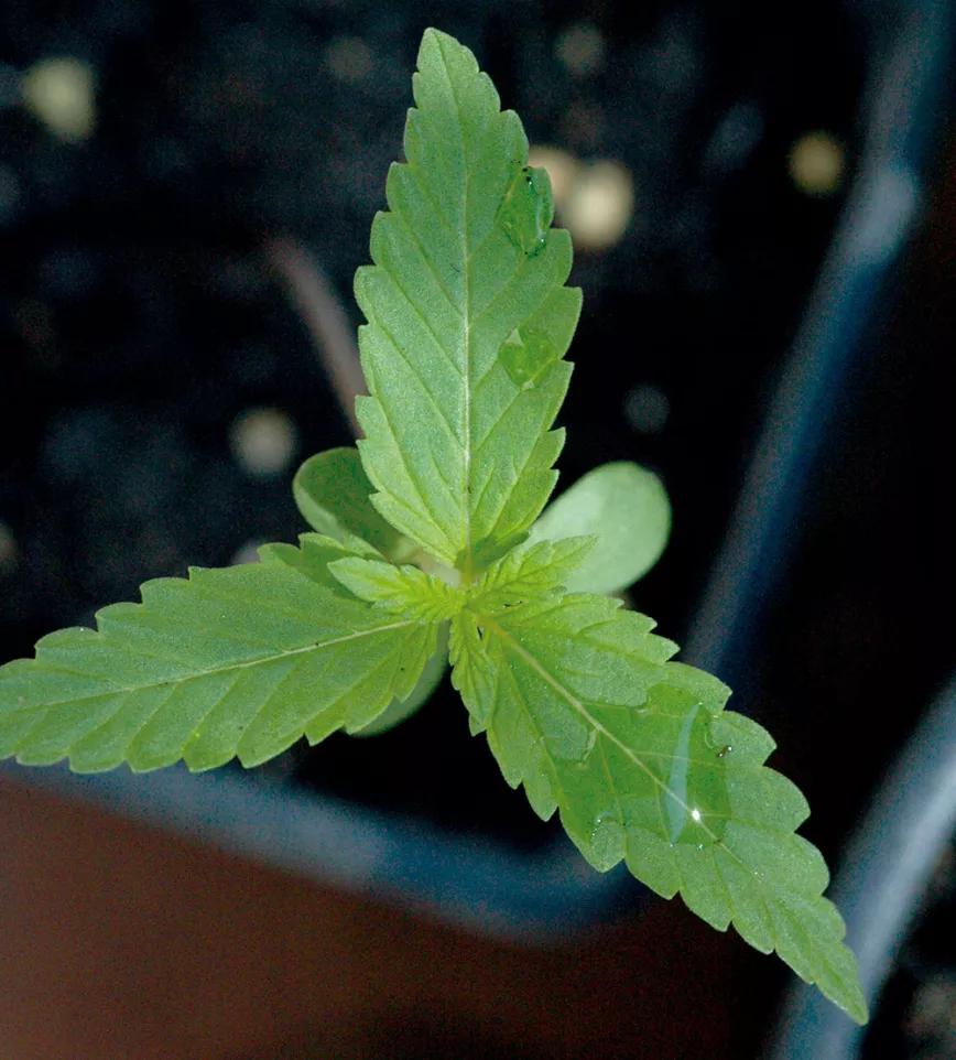 Las plántulas trifoliadas aparecen de vez en cuando; es una mutación relativamente común que no tiene importancia y que resulta curiosa y llamativa. 