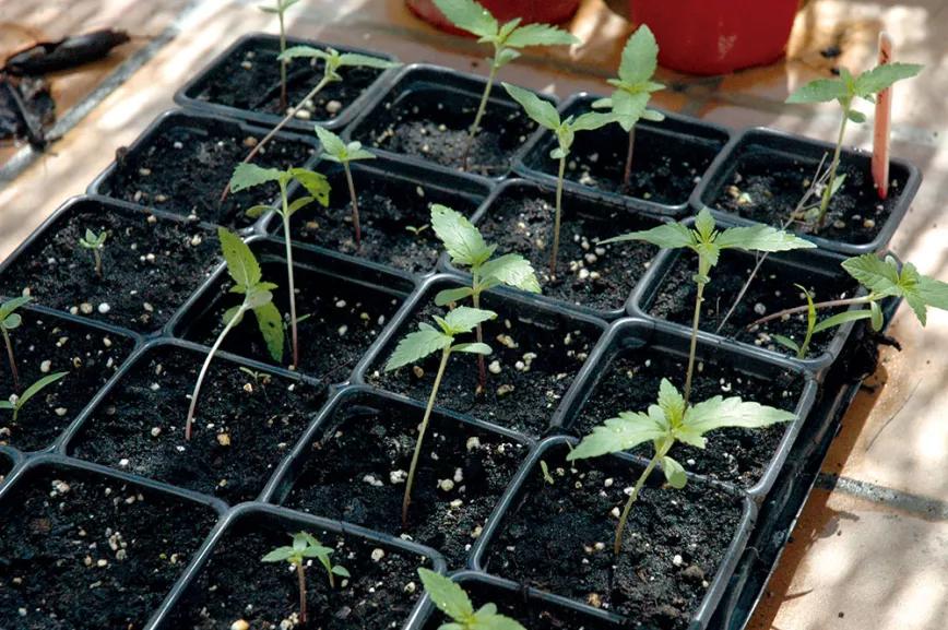 Si las plántulas se alargan en exceso y se doblan por el peso, probablemente necesiten algo más de luz y un pequeño tutor que las ayude a mantenerse erguidas.