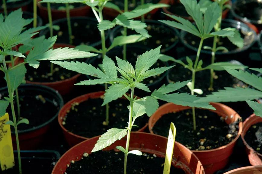 Con apenas diez días de vida, estas plántulas ya han pasado el momento más delicado y empiezan a crecer con fuerza.