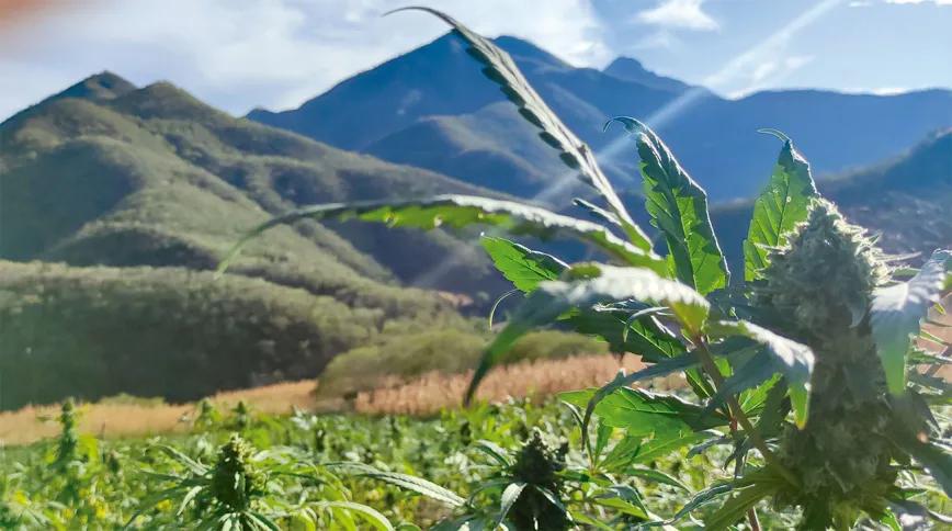 El pueblo de Tetecala: por la libertad del autocultivo en México