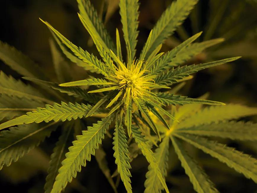 Cogollo a los pocos días de empezar la floración. 