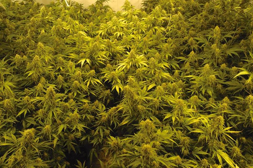 En interior se facilita mucho la cosecha y se reduce el riesgo de hongos podando las zonas bajas para evitar una densidad tan alta como la de esta plantación. 