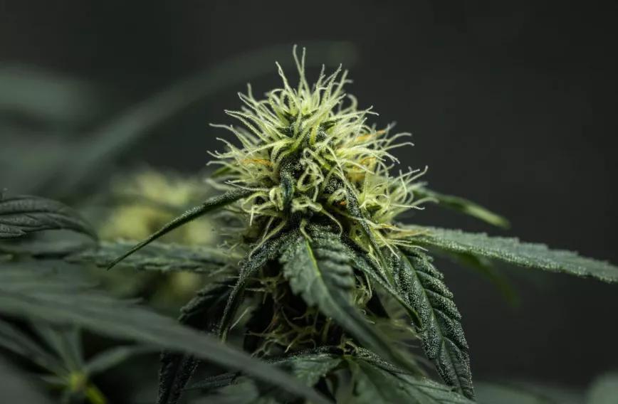 Medusa F1 from Butterflies Little Farm from Grow diaries