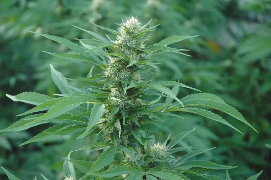 Ninguna planta puede ser mejor de lo que marcan sus genes, no hay que utilizar semillas de origen desconocido.