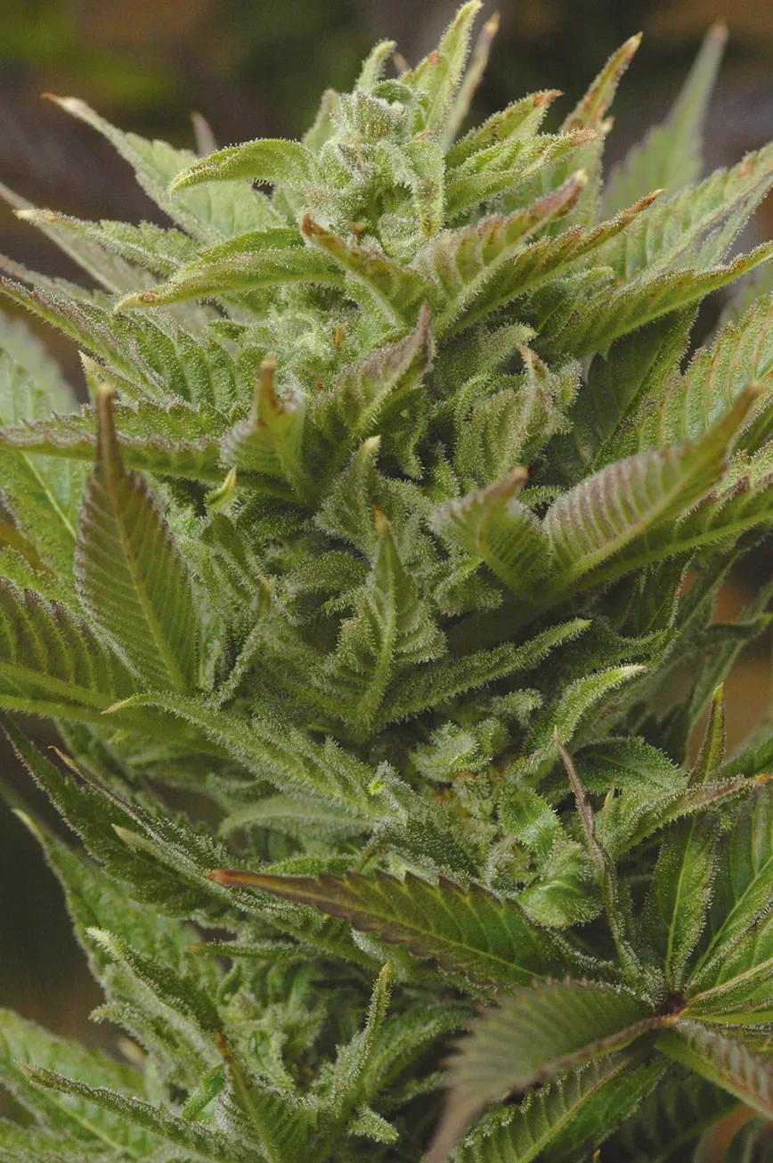 Algunas autoflorecientes de última generación tienen cantidades enormes de resina. 