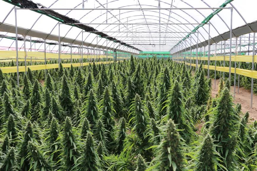 La Audiencia de Barcelona no ve delito en un cultivo de 10.000 plantas de cannabis no psicoactivas