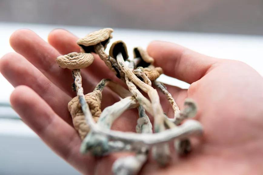 Un senador uruguayo propone legalizar los psicodélicos naturales 