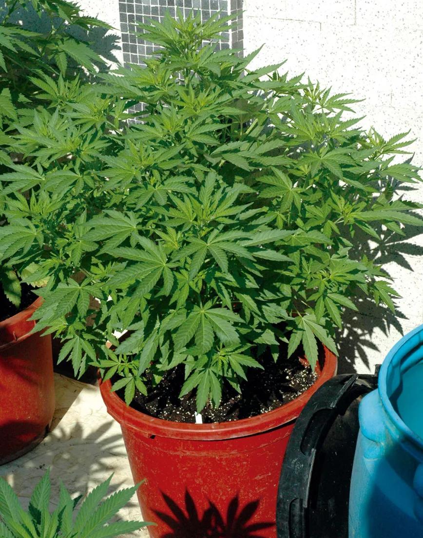 Dos meses después de podar la punta, la planta se ha convertido en un arbusto redondeado con multitud de ramas. 