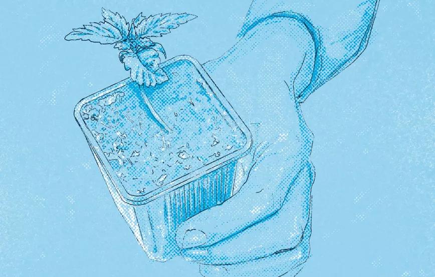 ¿Cómo selecciono la mejor planta madre? 