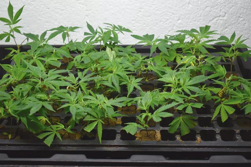 Sacar nuestros propios esquejes en diez pasos