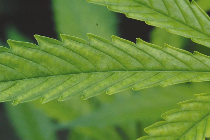 La técnica de la fertilización foliar: abono en pulverización 