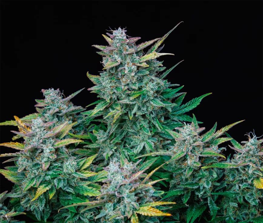 Buddha Auto Amnesia: sativa estimulante de alto rendimiento