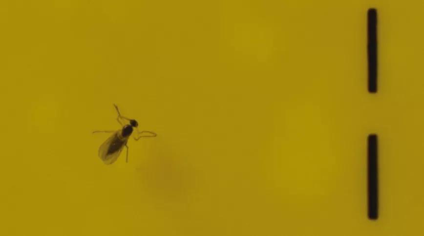 Pequeñas y molestas: control de las moscas del mantillo 