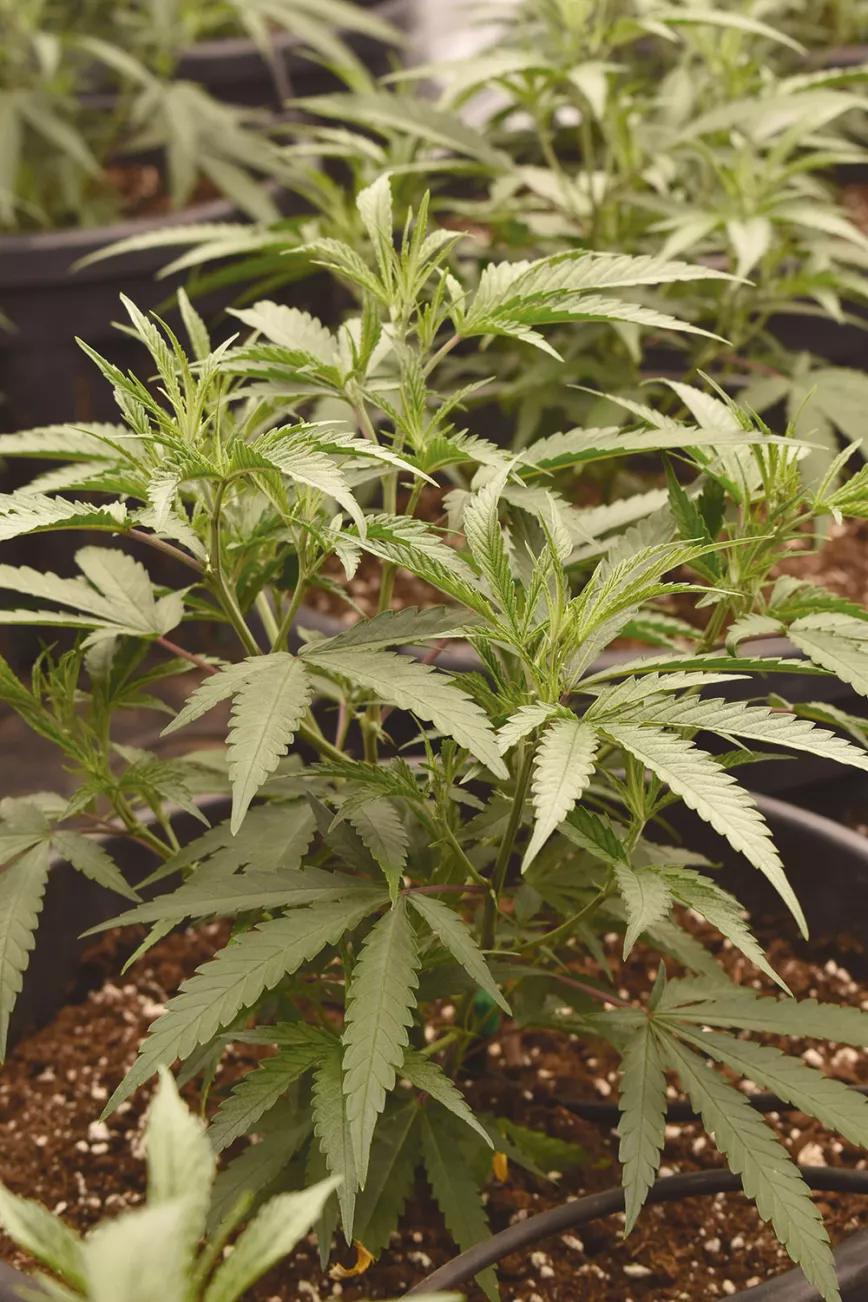 Pequeñas y molestas: control de las moscas del mantillo 