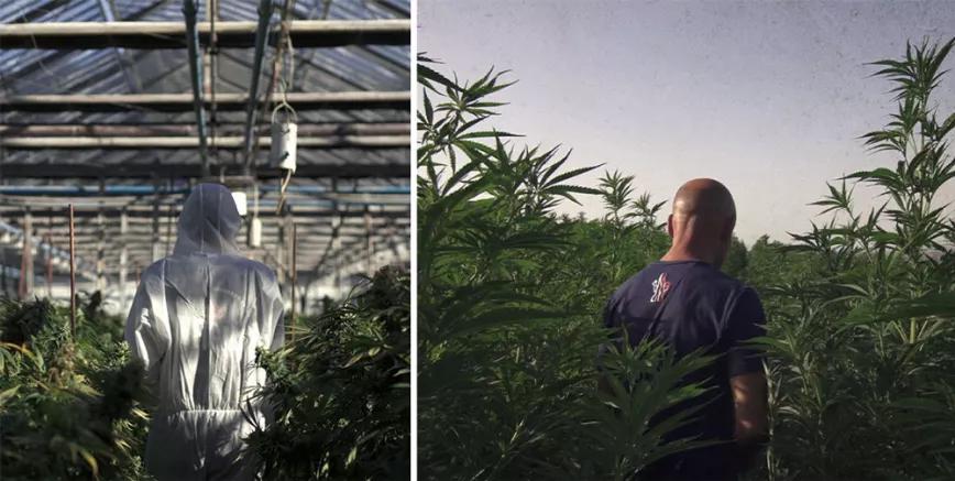 ‘The Big Lie’, la serie que cuenta la verdad sobre el cannabis