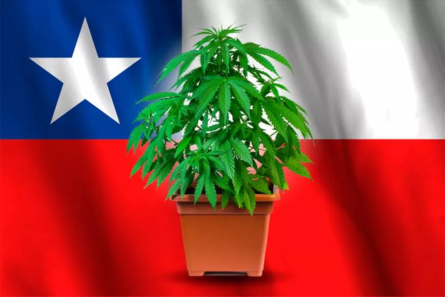Chile promulga el derecho al autocultivo de cannabis medicinal 