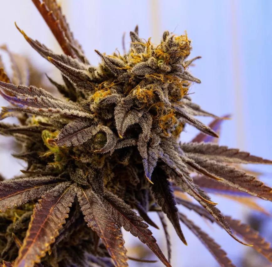 Detalle de la flor de Eleven Roses Early Version con sus colores característicos