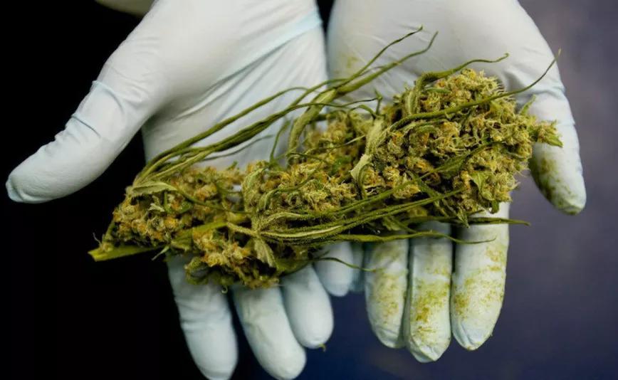 El Supremo de Ghana anula la legalización del cannabis no psicoactivo