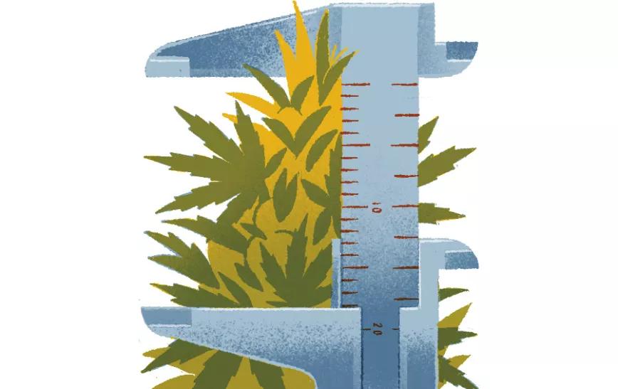 Cómo coger muestras de una plantación