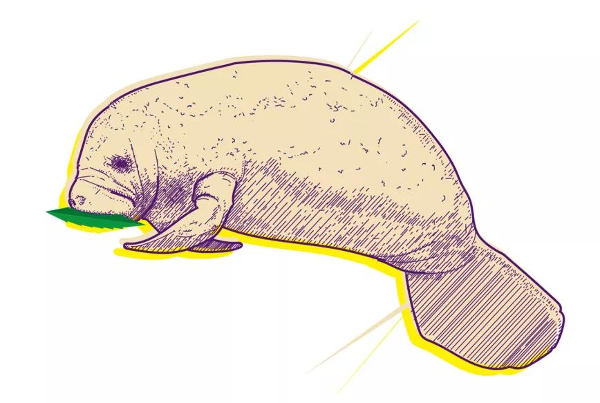 Florida y el cuidado compasivo Por Oswaldo Pérez Cabrera 