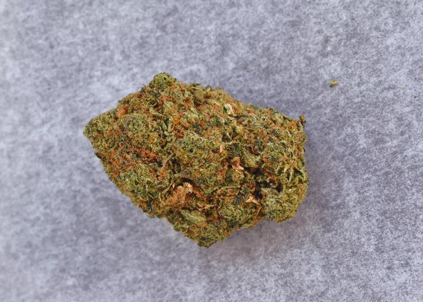 Un cogollo de cannabis con PGR que muestra los signos típicos: muy duro, poca resina, olor químico y color poco intenso. 