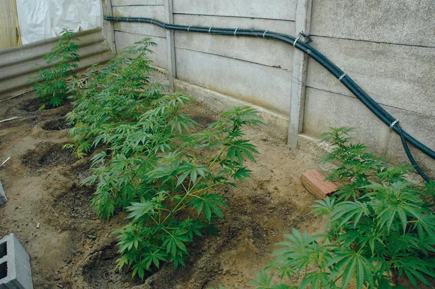 Doblar las plantas por medio de cuerdas ayuda a lograr una mejor iluminación de todos los cogollos y a aprovechar el espacio. 