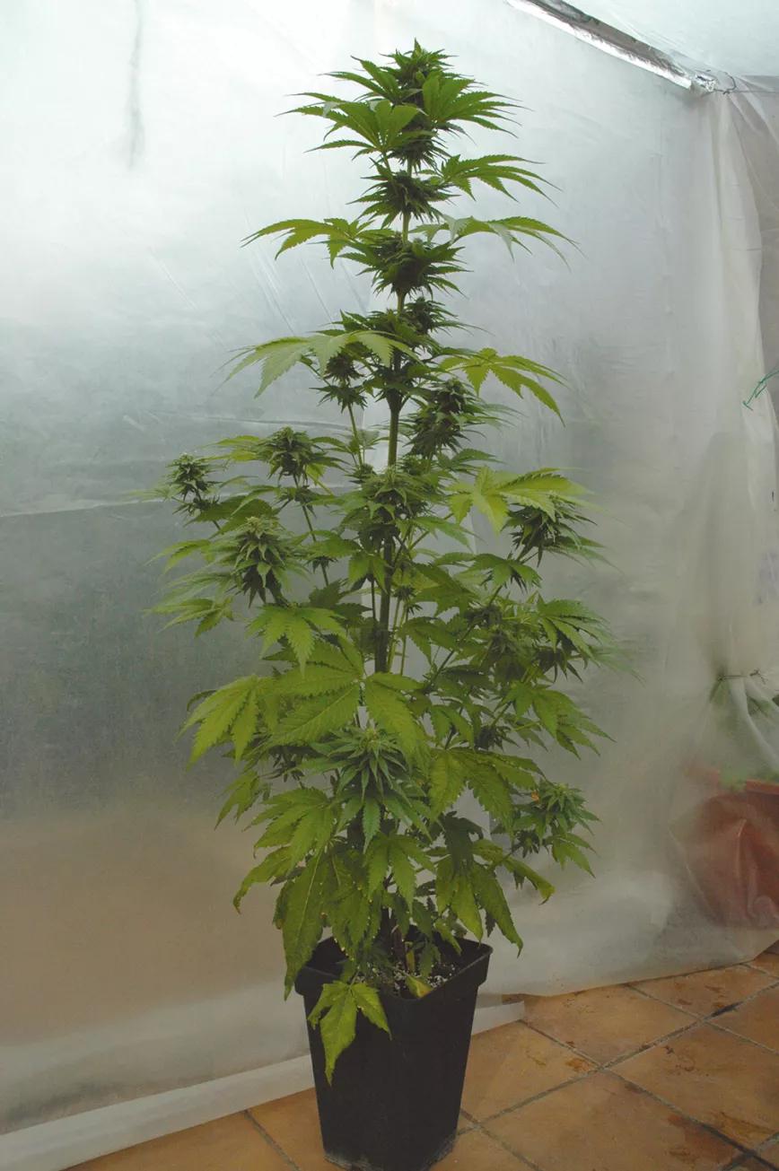 Si la maceta es pequeña, la planta nunca se desarrollará al máximo, aunque crezca mucho le faltará energía para engordar bien los cogollos.