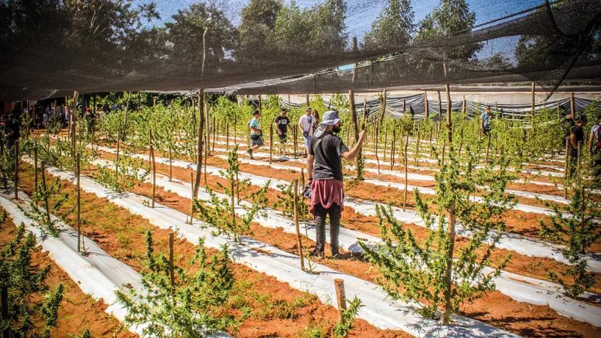 Paraguay reivindica el cannabis legal en la feria de Asunción