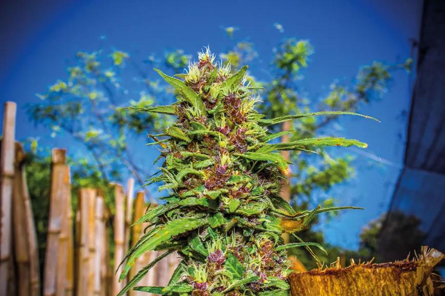 Paraguay reivindica el cannabis legal en la feria de Asunción