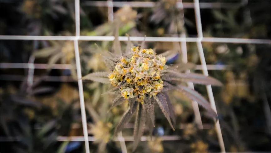 Planta sativa en proceso de floración