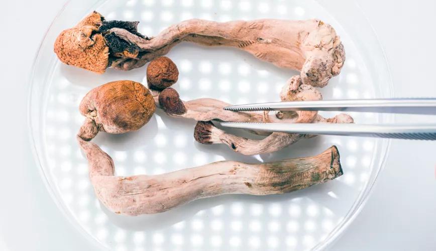 Berkeley, California, ordena a la policía que no persiga el uso de psicodélicos 