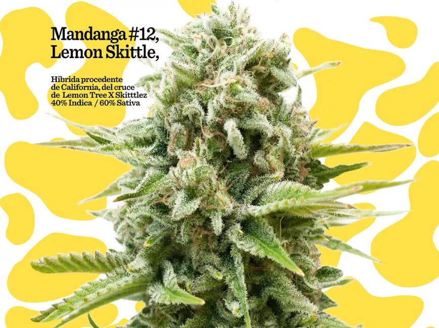 Mandanga presenta la cepa #12: Lemon Skittles