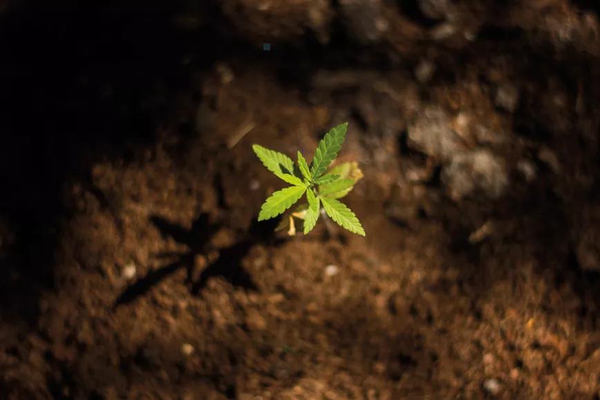 Uruguay: una década de cannabis legal