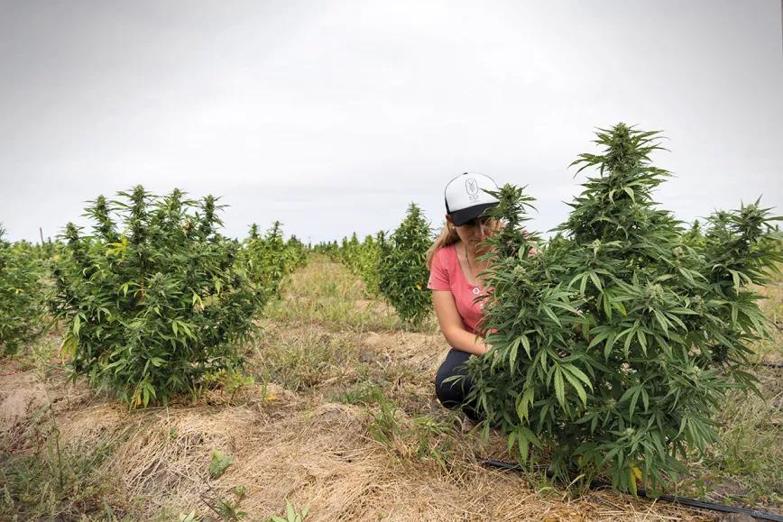 Uruguay: una década de cannabis legal