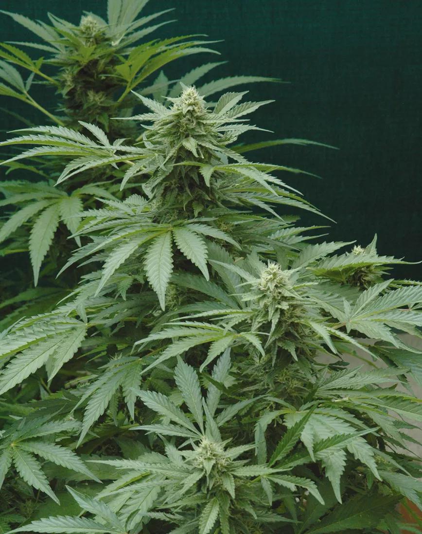 Diez trucos para el verano: floración y cogollos