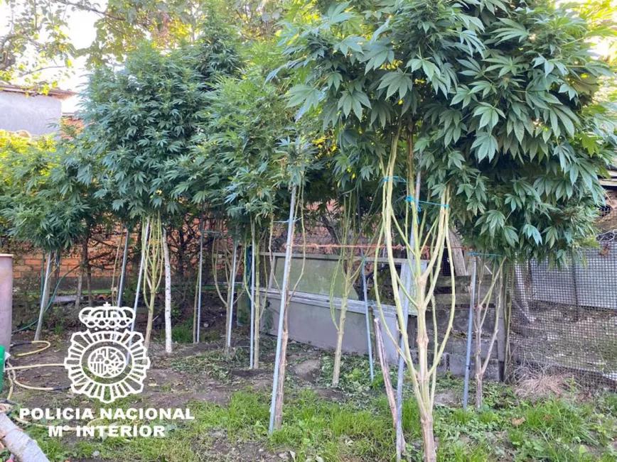 Absuelven a dos personas por un cultivo con 10 plantas de marihuana
