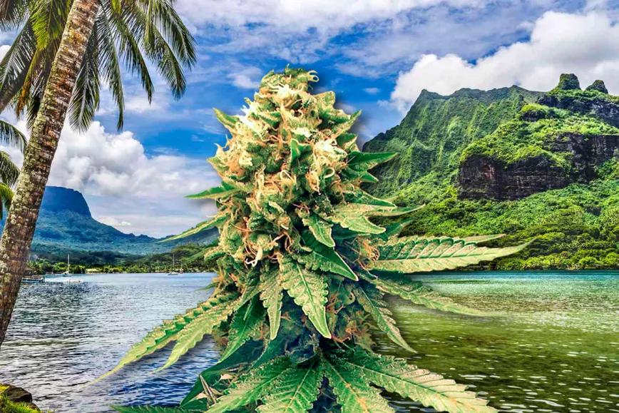 Polinesia Francesa anuncia la regulación del CBD, el cáñamo y el cannabis medicinal  
