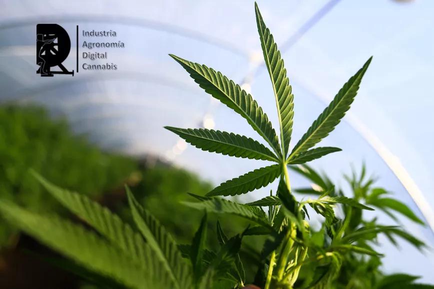Curso Experto en Industria y Agronomía Digital del Cannabis 